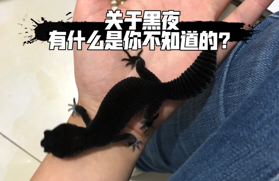 豹紋守宮黑夜飼養