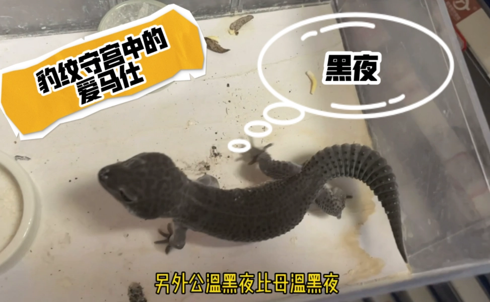 黑夜豹紋守宮價格