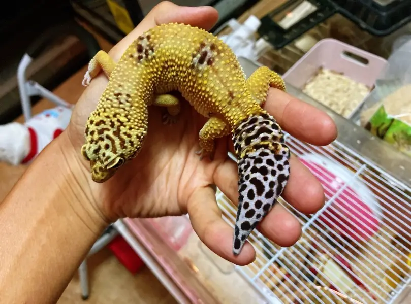 豹紋守宮黑夜飼養