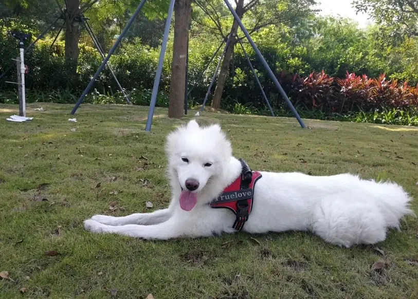 狗狗臨終徵兆 狗狗臨終徵兆