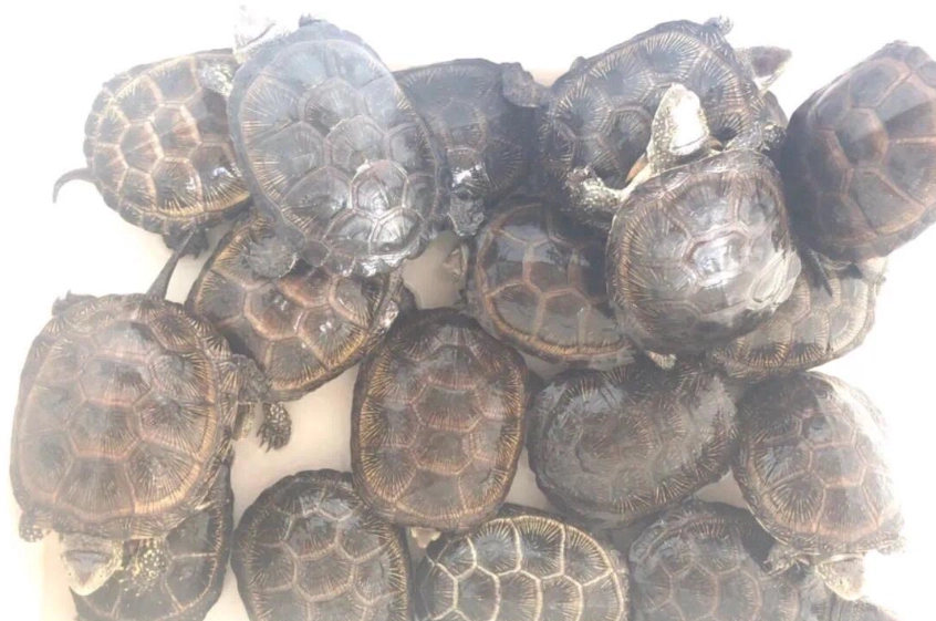 澤龜飼養