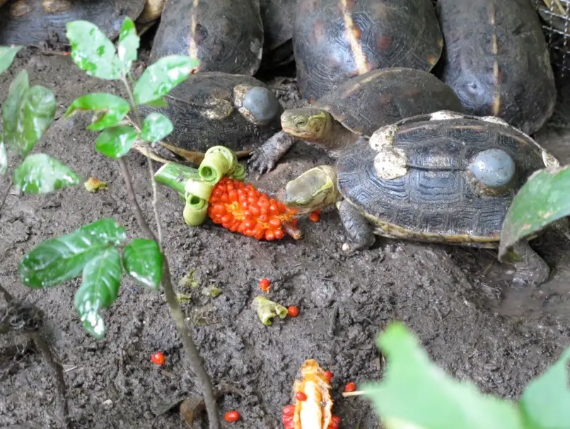 澤龜飼養
