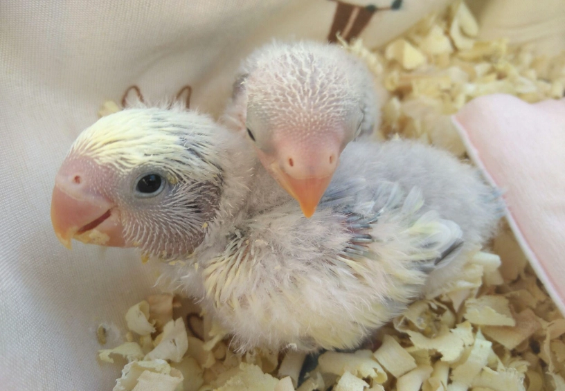 鸚鵡雛鳥保溫