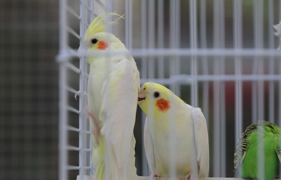 觀賞鳳梨照顧