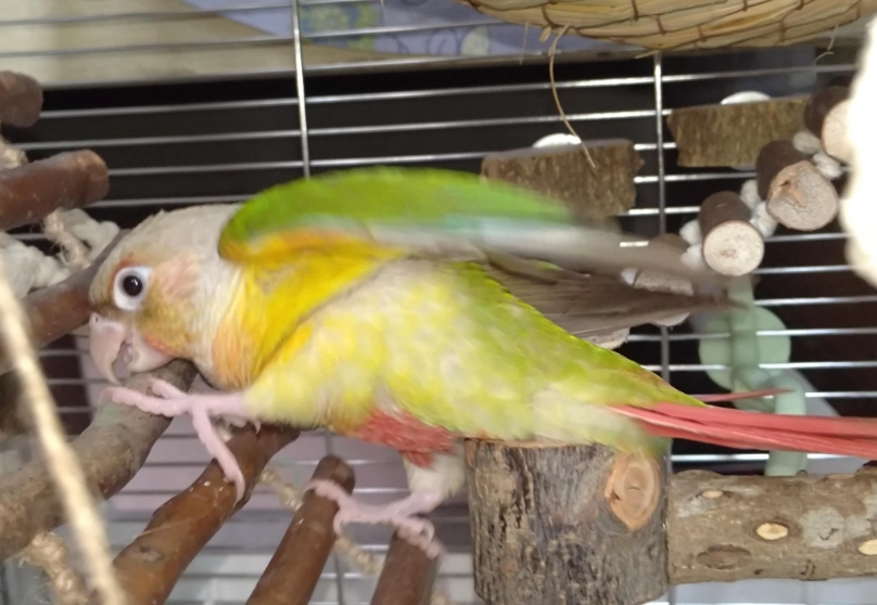 小太陽鸚鵡