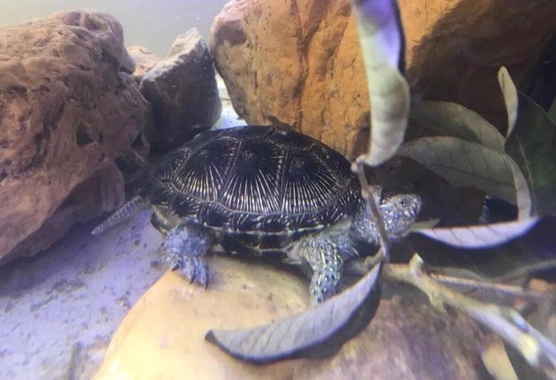 水龜飼料推薦