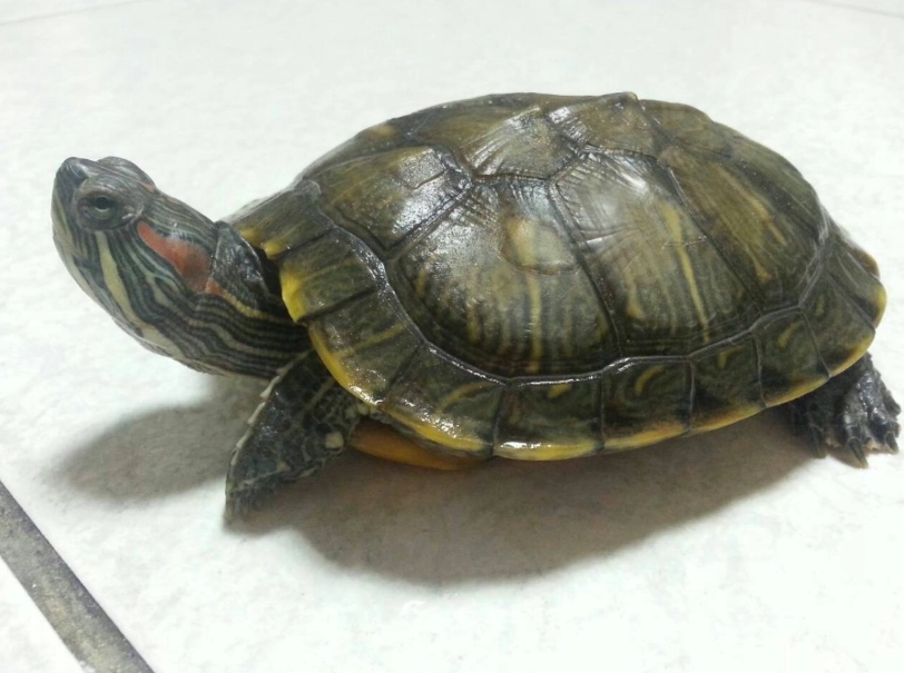 水龜飼料推薦