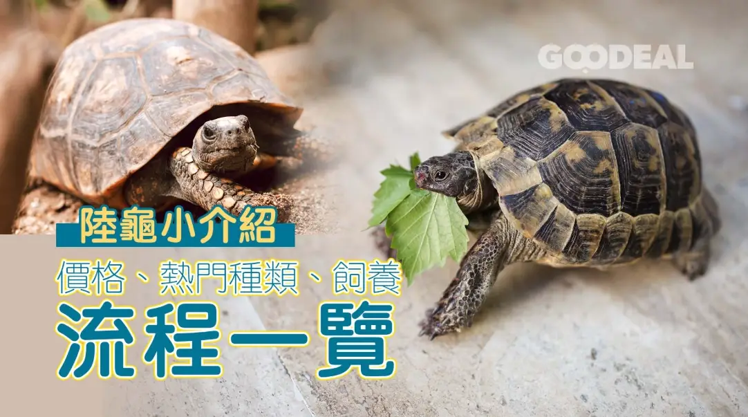 最小陸龜