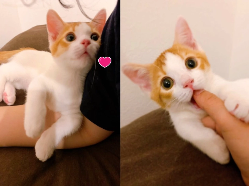 白底橘貓花色