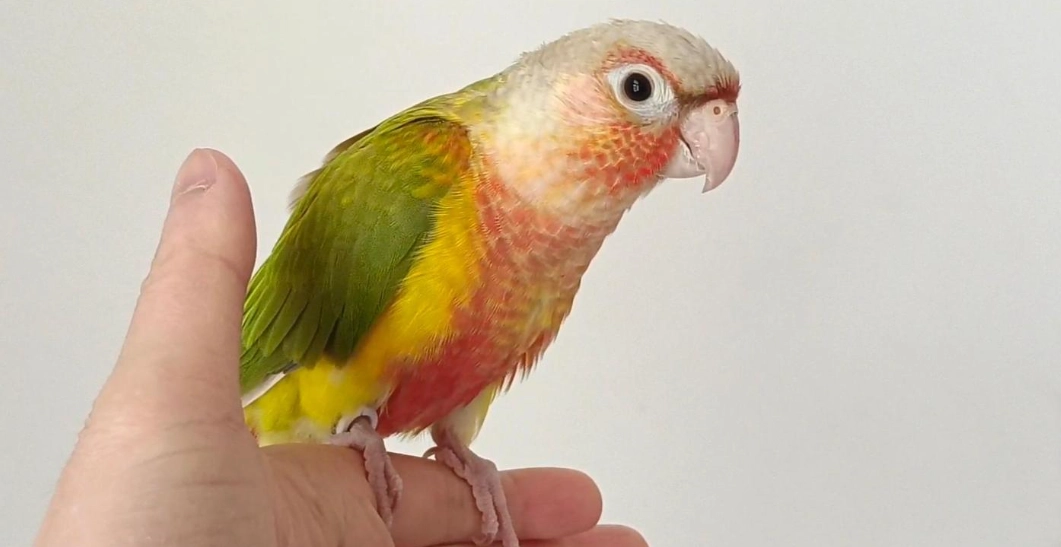 小太陽鸚鵡咬人