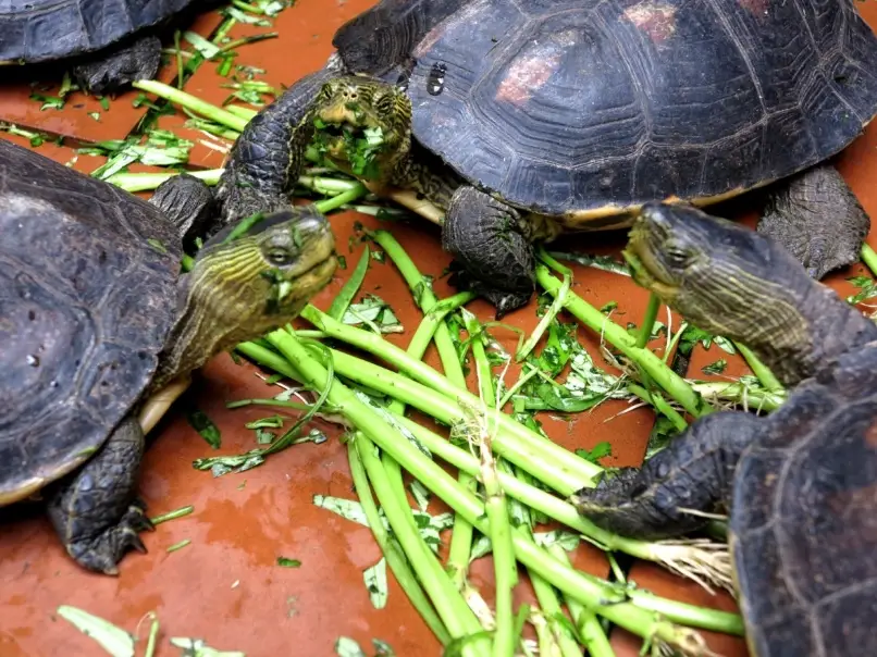 水龜飼料推薦