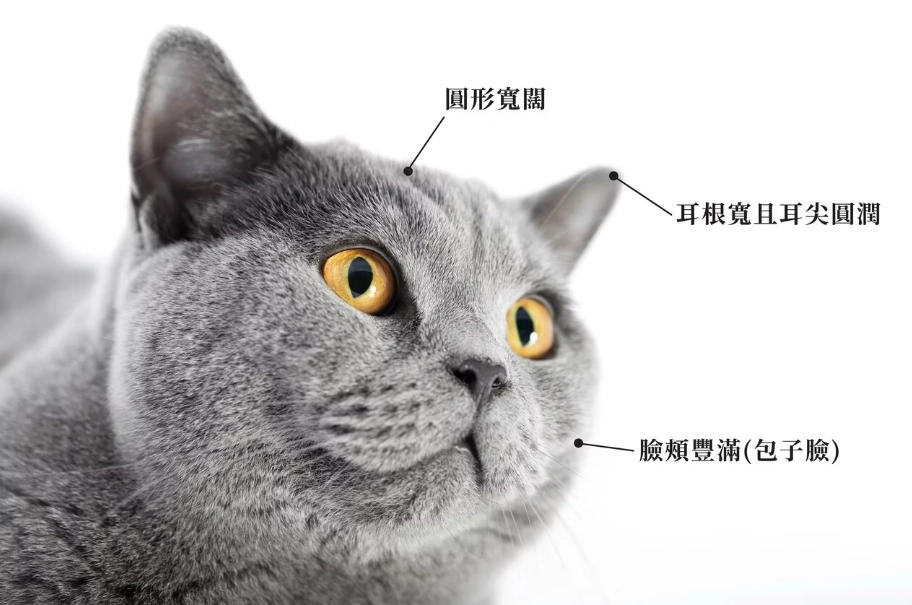 藍英短