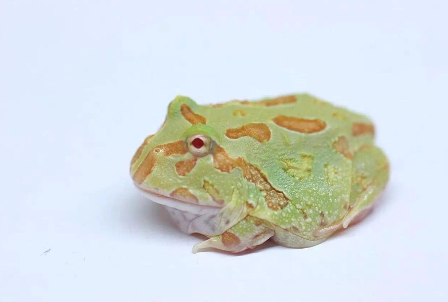 角蛙飼養