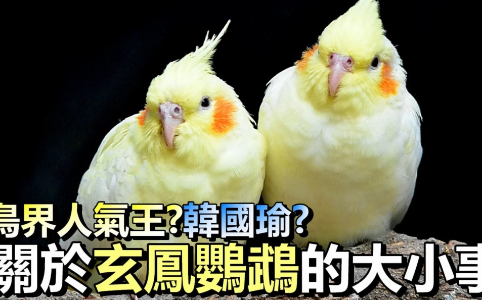 鸚鵡鳳梨照顧重點：光照、葉心澆水與不開花的解法