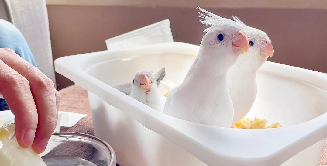 鳳梨科植物