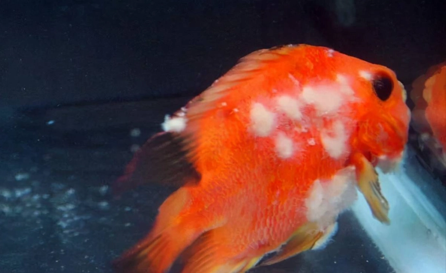 觀賞魚水霉