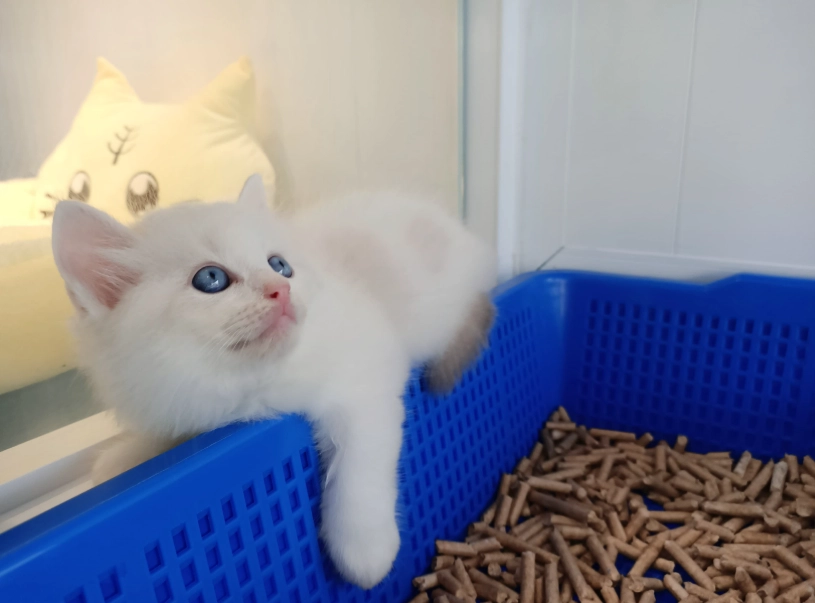 布偶貓飼料推薦 布偶貓飼料推薦