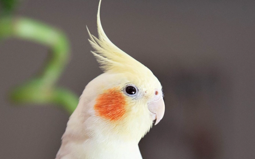 凱克鸚鵡飼養