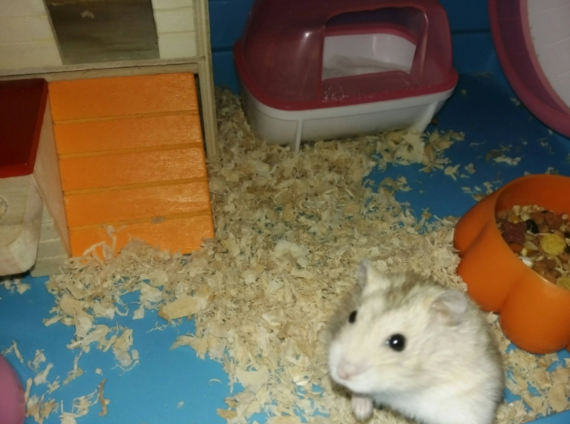 倉鼠壽命