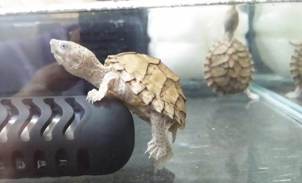 屋頂龜飼養