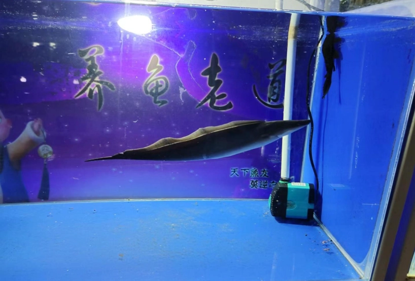 觀賞魚水霉