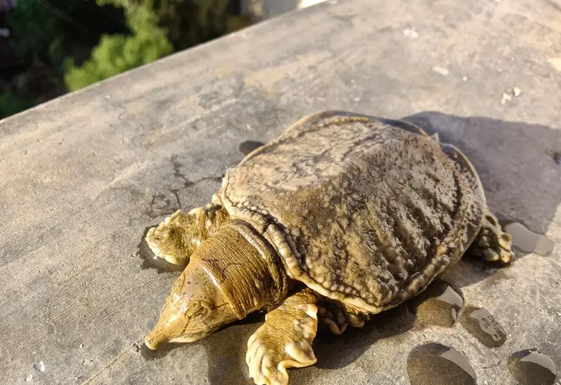 白化龜飼養
