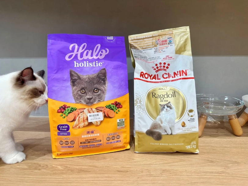 布偶貓飼料推薦 布偶貓飼料推薦