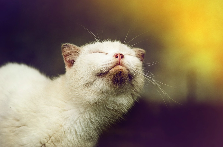 夢見小貓意思