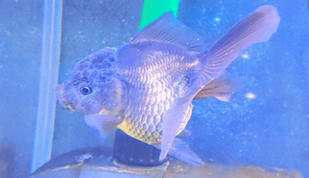 水霉病症狀