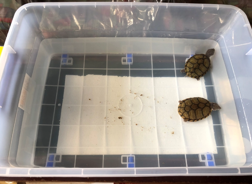 麝香龜壽命