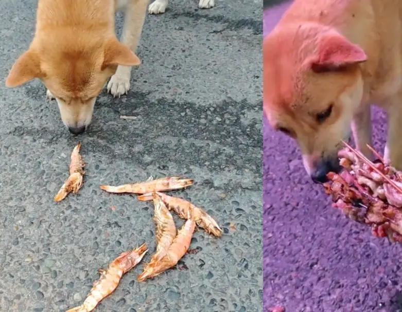 狗 蝦子 過敏 狗 蝦子 過敏