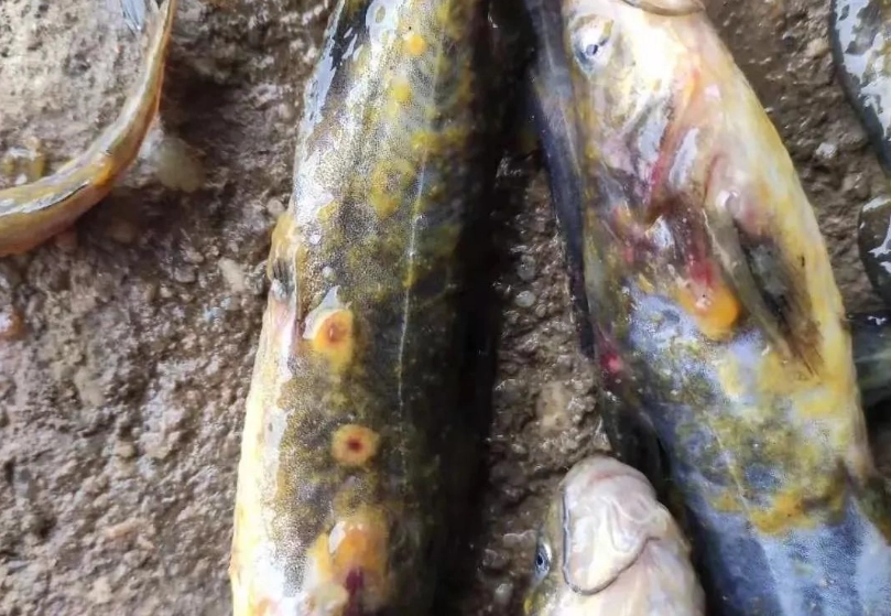 水霉病症狀