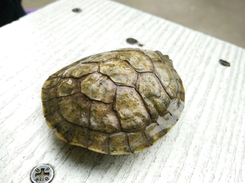 白化龜飼養