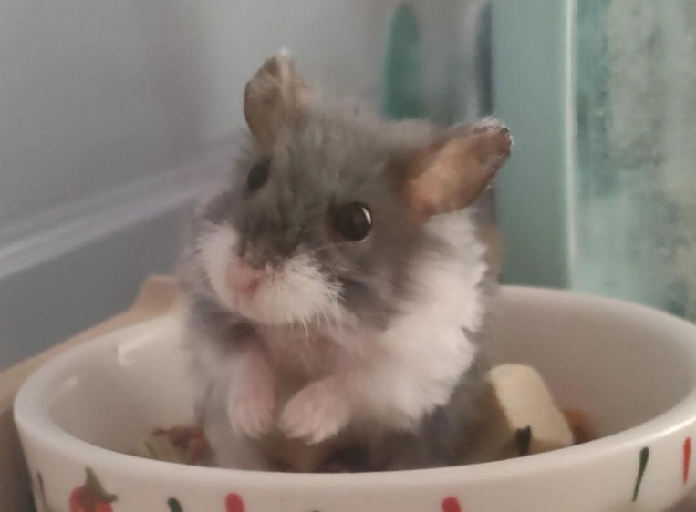 三線鼠