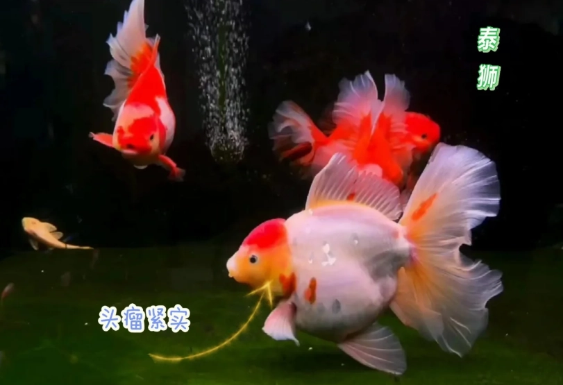 獅頭金魚品種