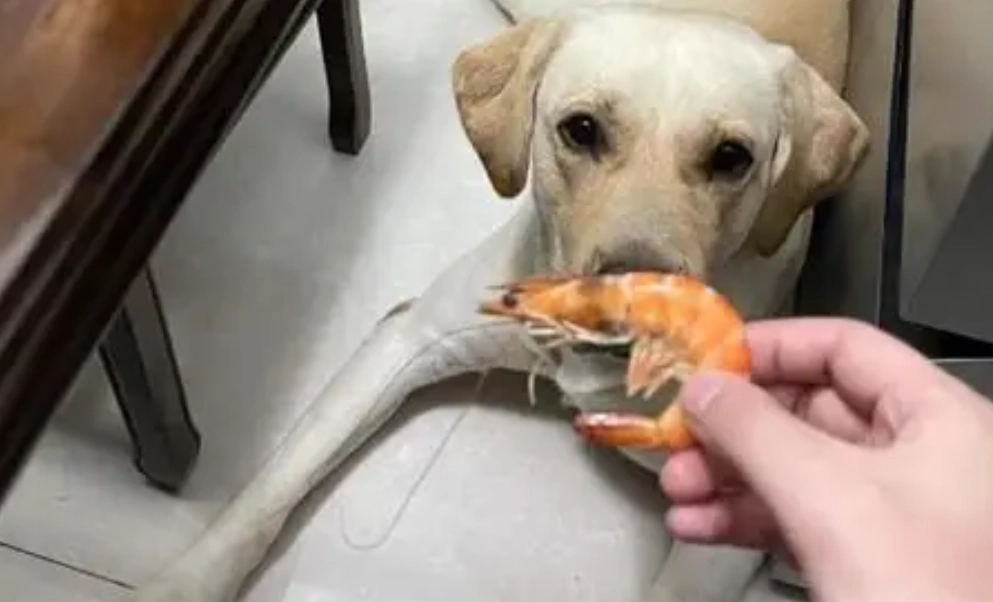 狗 蝦子 過敏 狗 蝦子 過敏