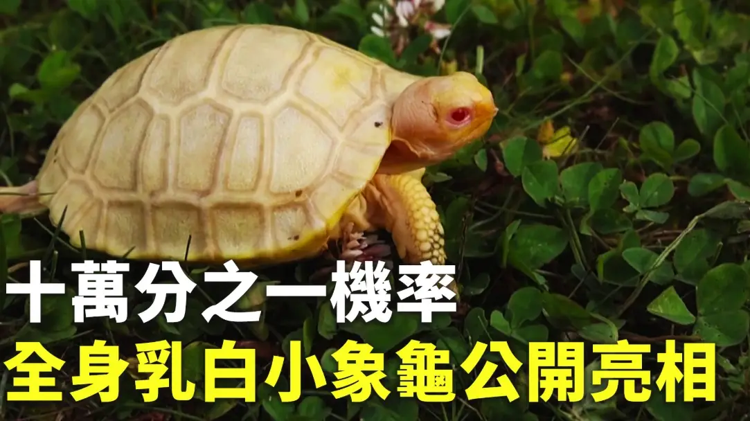白化龜飼養