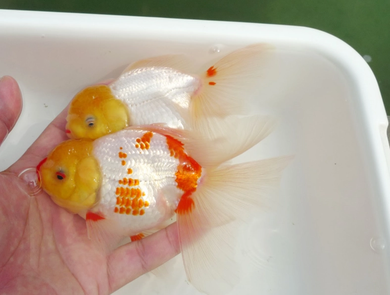泰獅飼養