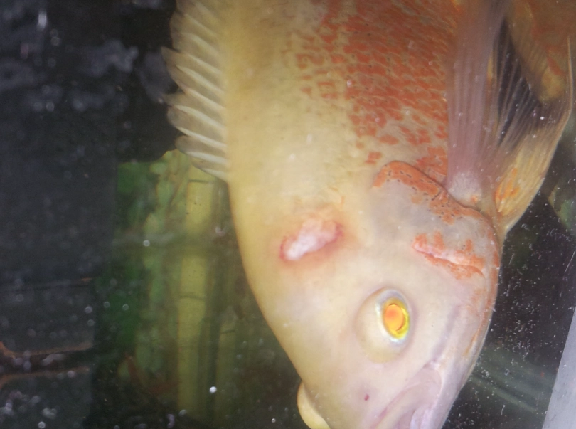 觀賞魚水霉