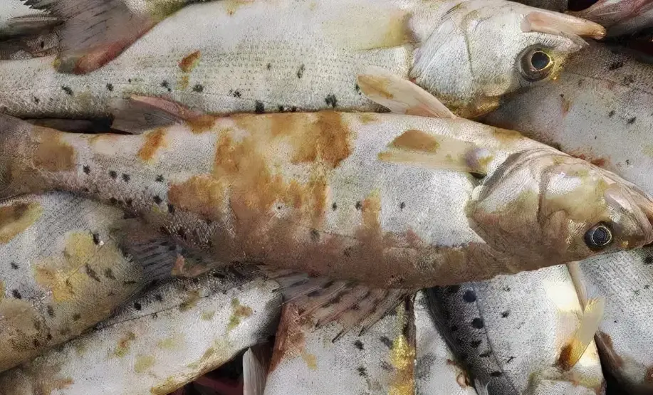 觀賞魚水霉
