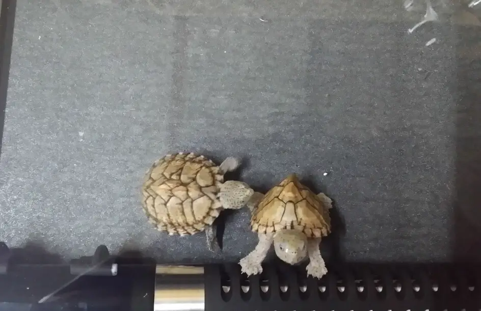 麝香龜壽命