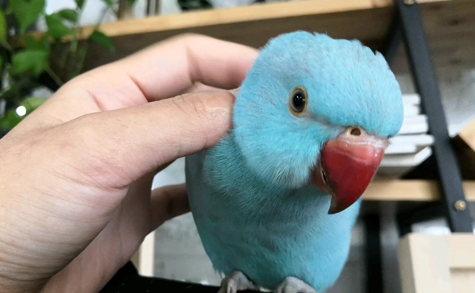 鸚鵡平均壽命