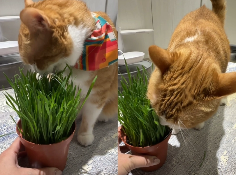 貓草發霉還能吃嗎