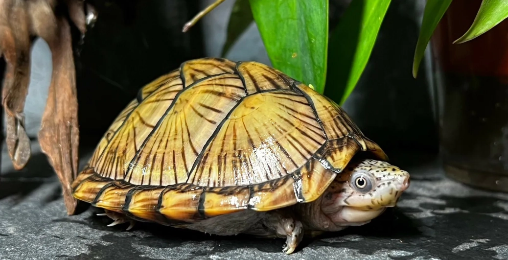 屋頂龜飼養