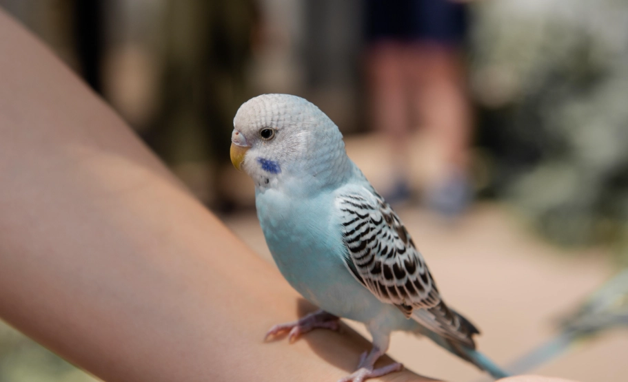 玄鳳鸚鵡壽命