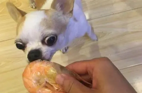 狗狗吃蝦子 狗狗吃蝦子