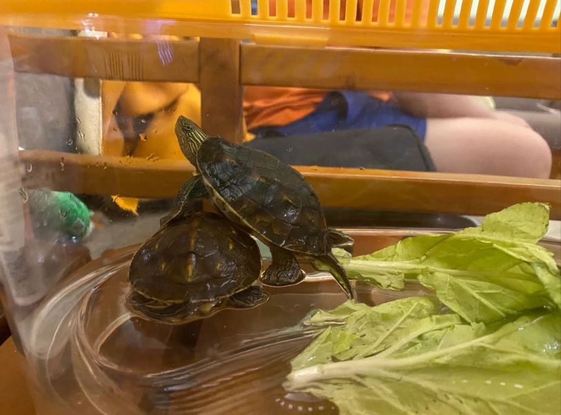 陸龜飼養箱佈置