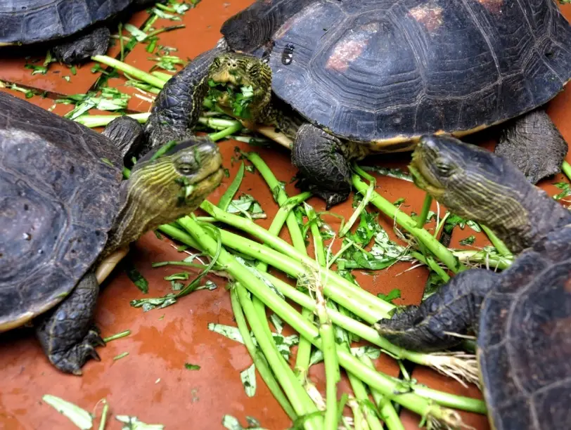 烏龜飼料推薦