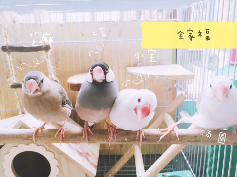 寵物鳥飼養 寵物鳥飼養