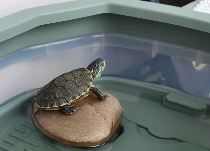 陸龜飼養箱佈置